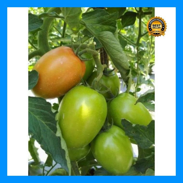 [Cod] - 20 Biji - Benih Tomat Buah - Tm Vista Buah Lebat, Daging Tebal, Bibit