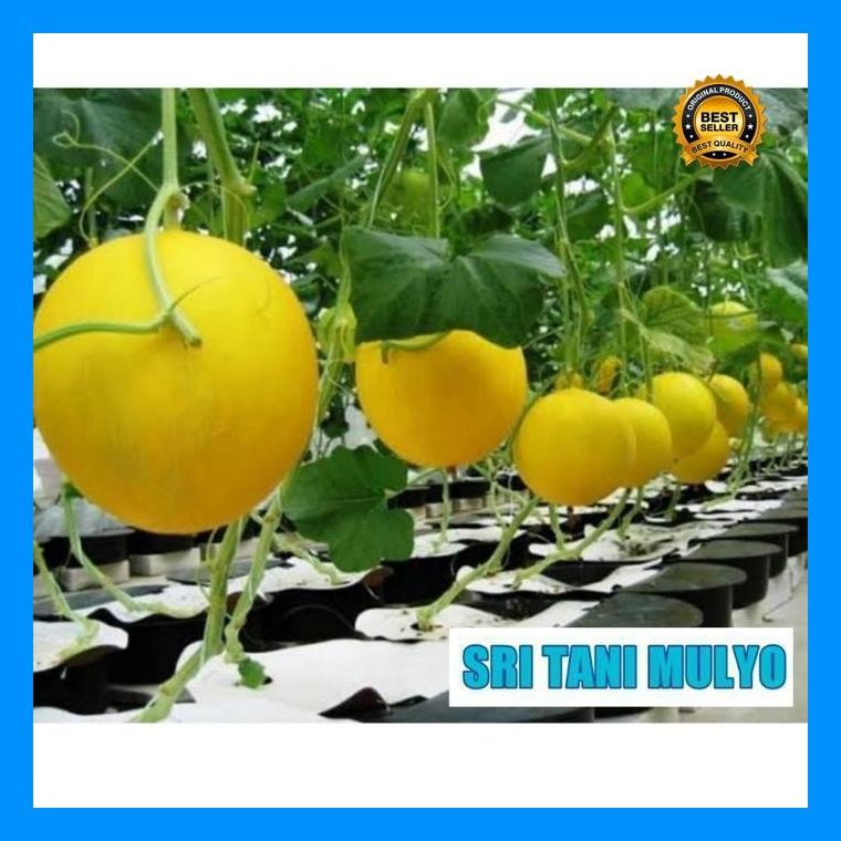 [Cod] - 2 Biji - Benih Buah Melon Kuning Luna F1 Known You Seed - Bibit Tanaman Buah Buahan Melon Go