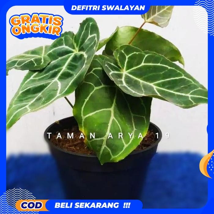 EKSLUSIF TANAMAN HIAS KUPING GAJAH / TANAMAN HIAS HIDUP / BUNGA HIDUP MURAH / BUNGA HIAS HIDUP KEMBA