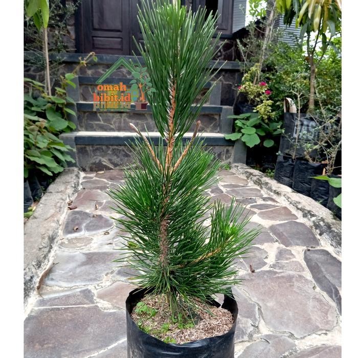 Tanaman Japanese Black Pine ( Pinus hitam)