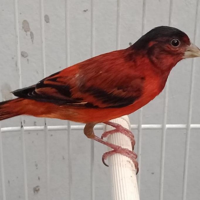 mule hybrid silangan Red Siskin X kenari Blackred jantan gacor murah