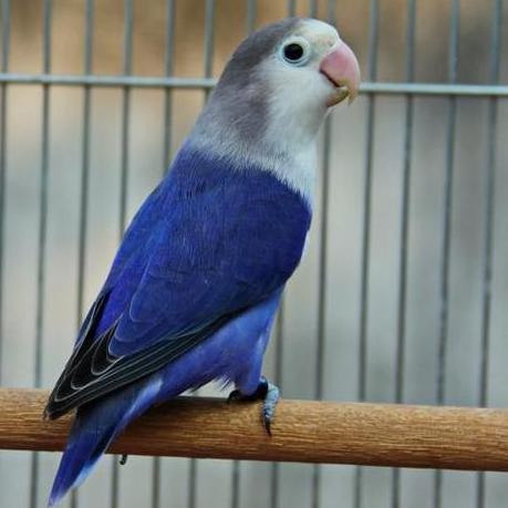 burung paket aviary lovebird warna warni 6ekor murah