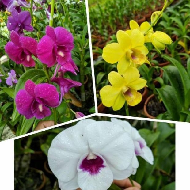Promo Promo Murah Paket 3 anggrek dendrobium dewasa / anggrek dendrobium COD