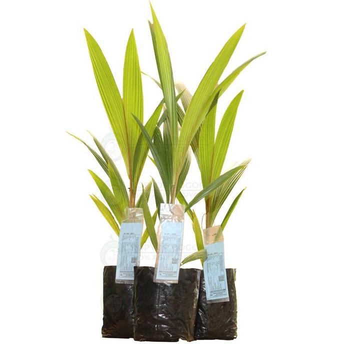 Promo Bibit Kopyor Kultur Jaringan 99% Kopyor Bibit Kopyor warna Coklat COD