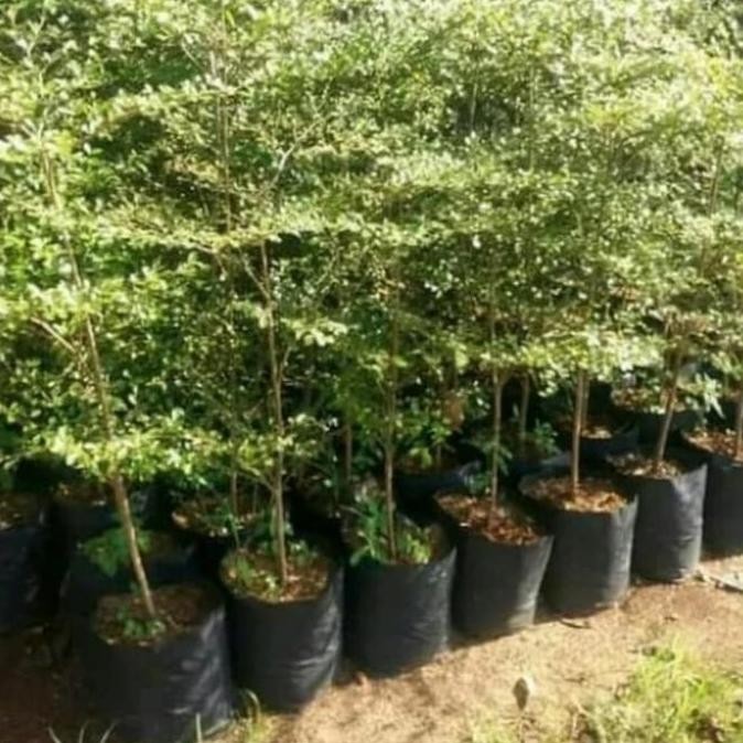 Promo pohon ketapang kencana 1,5 meter COD