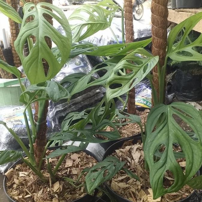 Promo Tanaman Hias Janda Bolong + Pot + Turus COD