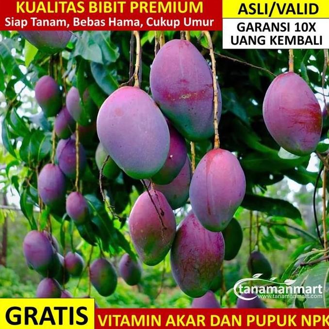 Promo Bibit Mangga Irwin Asli Bergaransi, Pohon Mangga Valid Cangkok COD