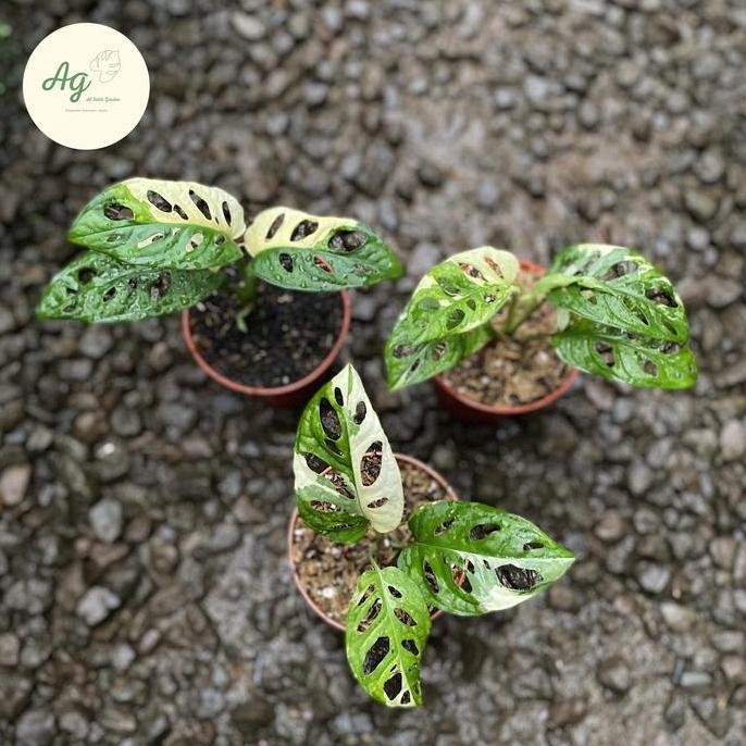 Promo monstera adansonii variegata jepang COD