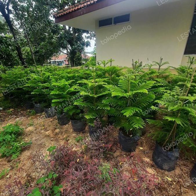 Promo tanaman hias cemara norfolk tinggi 1 meter tanaman cemara norfolk COD