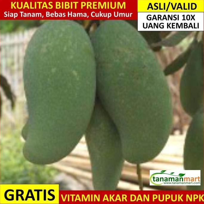 Promo Bibit Mangga Mahatir Asli Bergaransi, Pohon Mangga Jumbo Cangkok Valid COD
