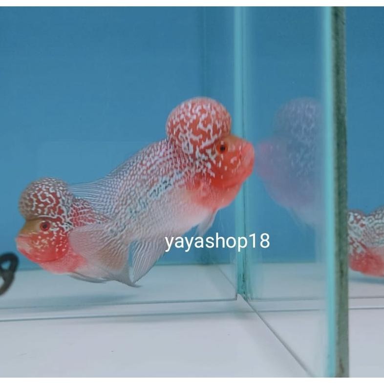 Heatshrin Louhan Srd / Srm Ori Thailand Kualitas Bagus Hiasan Aquarium Po-132