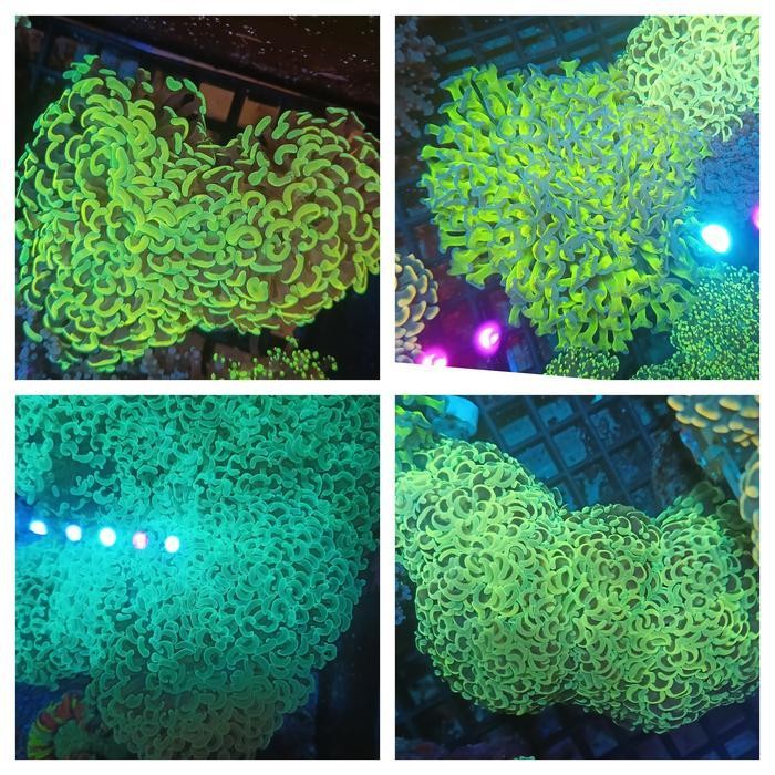 HAMMER CORAL koral kuku siwalan REERFERSW