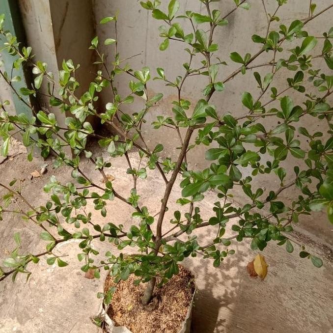 pohon ketapang kencana, tanaman hias pohon Ketapang kencana