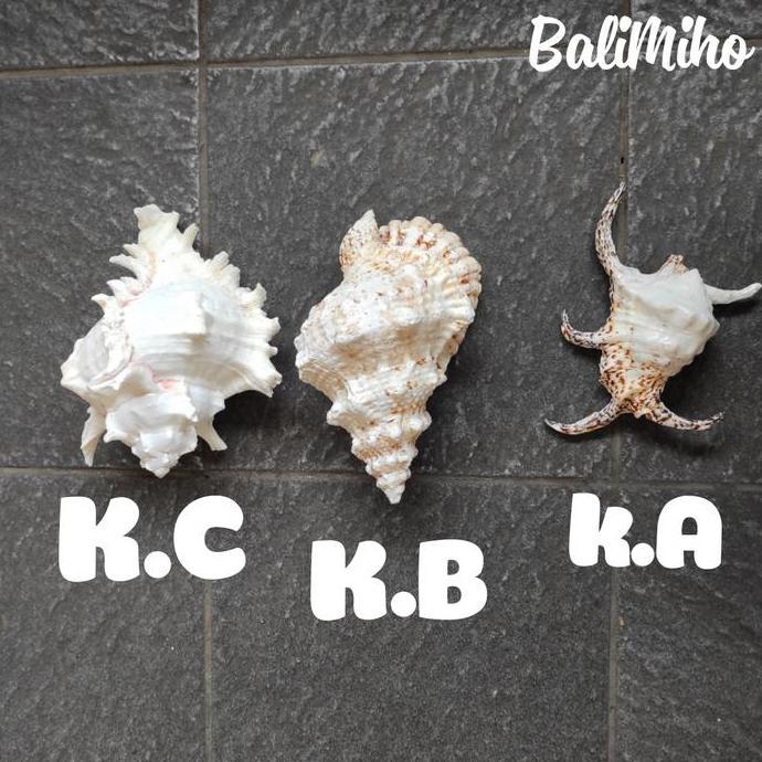 '+'+'+'+] KERANG HIAS/CANGKANG KERANG LAUT/HIASAN KERANG/SEASHELL/SEASHELLS