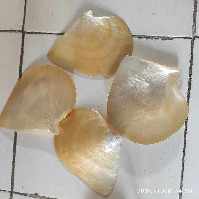 ] cangkang kerang mutiara dan abalone by order