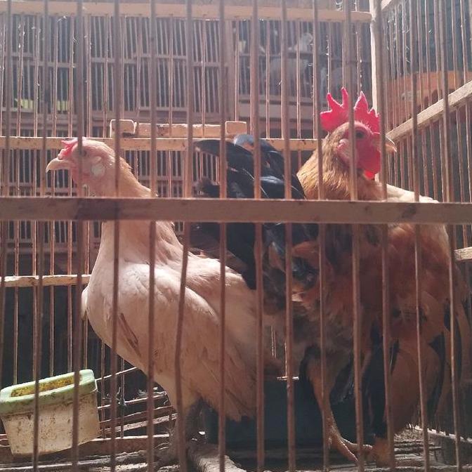 AYAM SERAMA SEPASANG INDUKAN