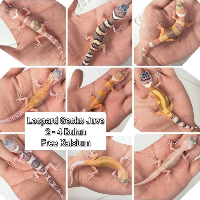 Deepanim- Leopard Gecko Juve -4 Bulan Pilih Sesuai Morph