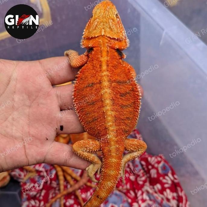 Deepanim- Bearded Dragon Super Red Hypo 38Cm-40Cm Subadult