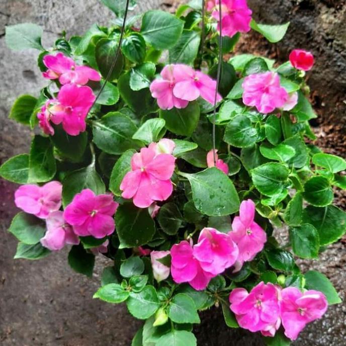 Promo Tanaman Gantung Bunga Pacar Air Cod