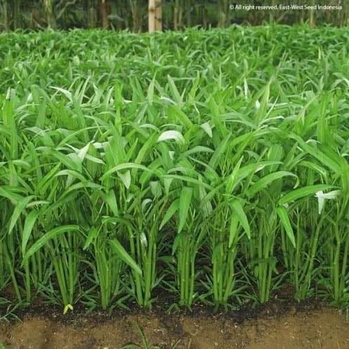 KANGKUNG BANGKOK SUPER 100 BIJI BENIH BIBIT KANGKUNG SUPER HIDROPONIK BERKUALITAS KANGKUNG SAYUR
