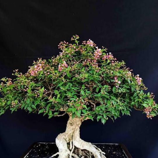 Promo Tanaman Hias Sakura Mikro Bahan Bonsai Cod