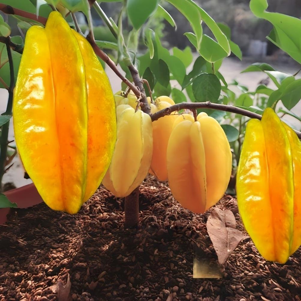 5 Biji Benih Blimbing Madu Pohon Pendek Buah Blimbing Pot Dan Polibeg untuk Taman Rumah Anda