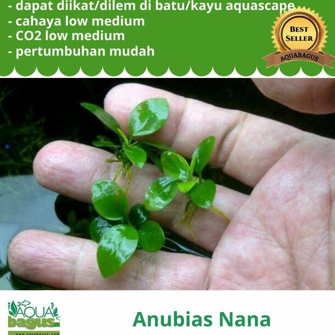 ANUBIAS NANA MINI UNTUK AQUASCAPE PALUDARIUM