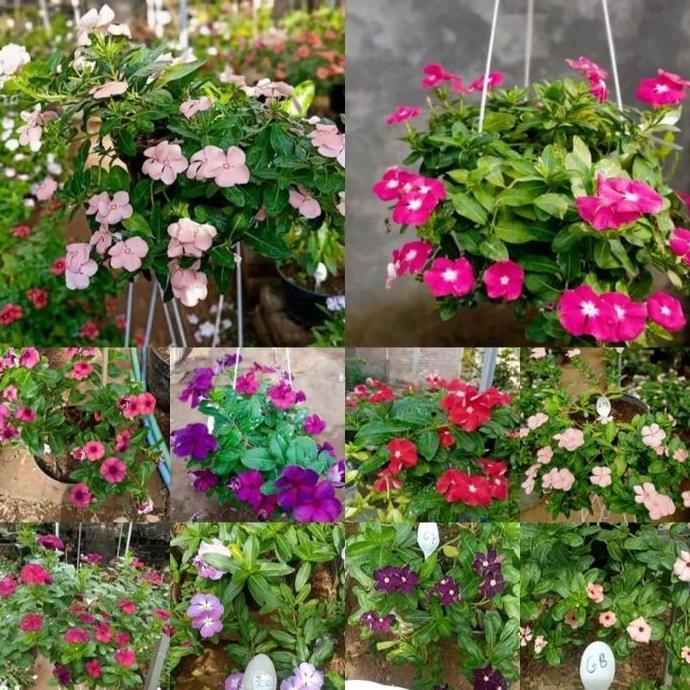 Bunga VINCA IMPORT BERBUNGA - Vinca Tapak Dara Import - Bunga Vinca Tanaman Bibit Gantung