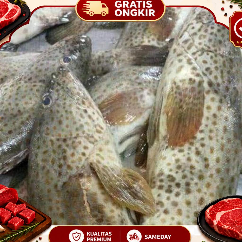Ikan Kerapu Balong Ukuran 1Kg