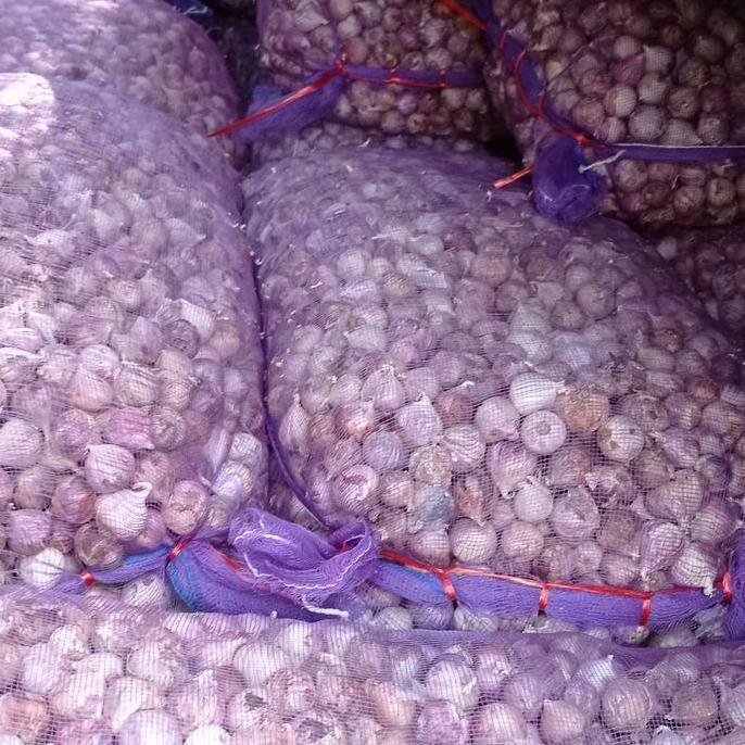 Bawang Putih Lanang 1 KG | Bawang Putih Tunggal 1 KG