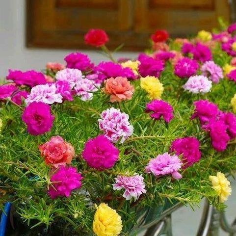 Benih Moss Rose Isi ratusan Biji - Warna Merah, Ungu, Kuning, Putih, dan Pink Bunga
