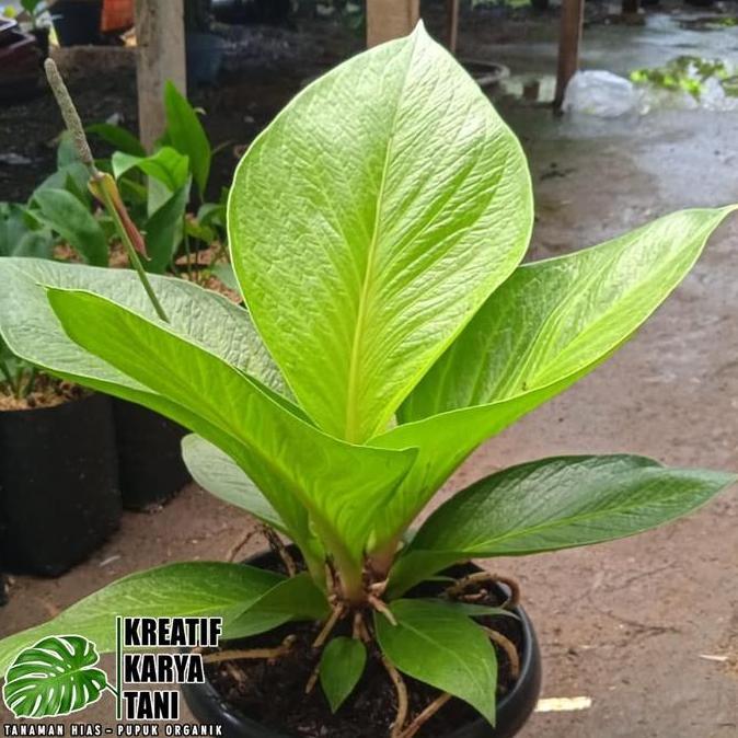 Newton- Tanaman Hias Anthurium Jemani Cobra Catalog - Jemani Kobra Katalog