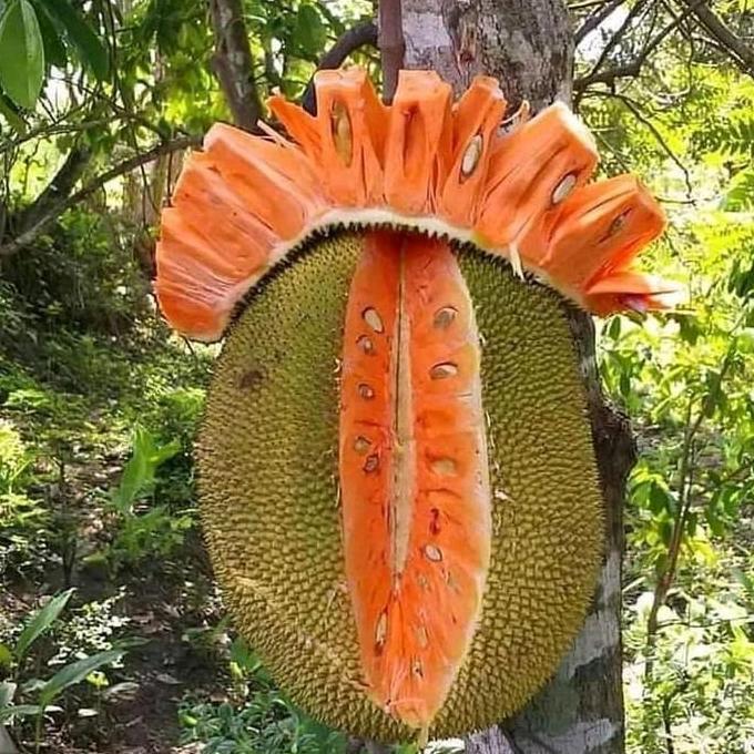 Benih( Bbt) Nangka Madu Merah Super HALAL