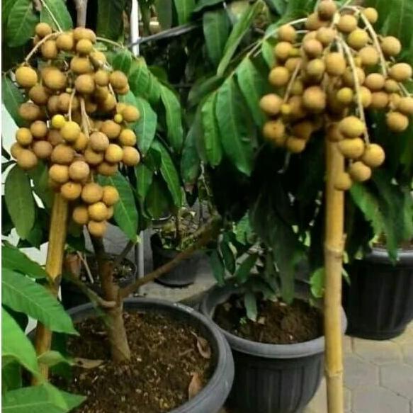 BOSTER KELENGKENG 250 GRAM
