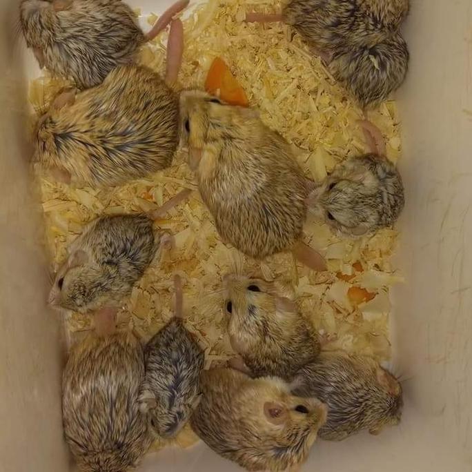 GERBIL FAT TAILED BY HAMTACI FARM SEND OJEK ONLY