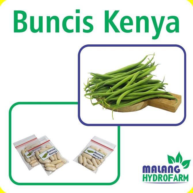 Benih Buncis Kenya Unggulan Berkualitas Biji Bibit Repack Phaseolus Vulgaris Tegak Hydroponik Hidrop
