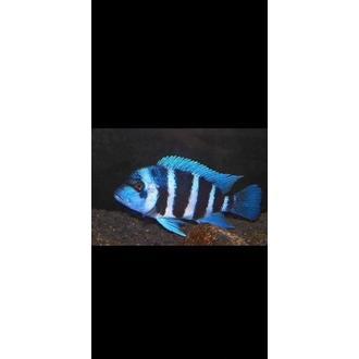 RTY Frontosa Mpimbwe Ukuran 3-3,5 Cm Blue Zaire