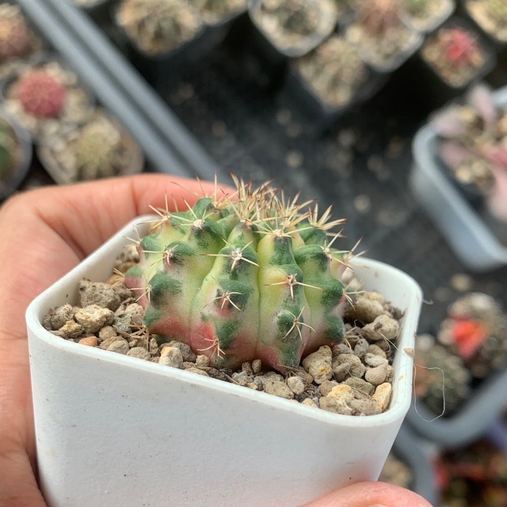 51p Gymnocalycium lb Hybrid jumbo cluster gymno miha mihanovichi jumbo kaktus tanaman hias hidup gur