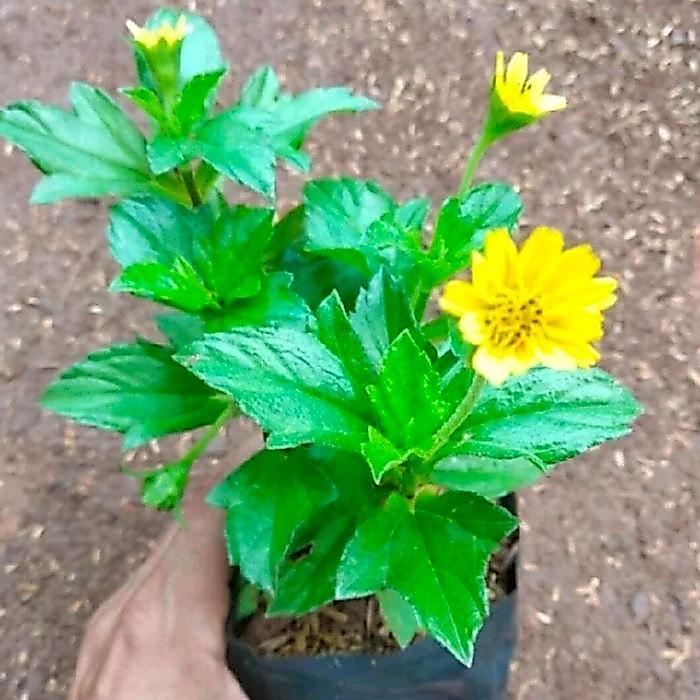 tersedia Tanaman Hias Wedelia Tanaman Wedelia - 1 pcs