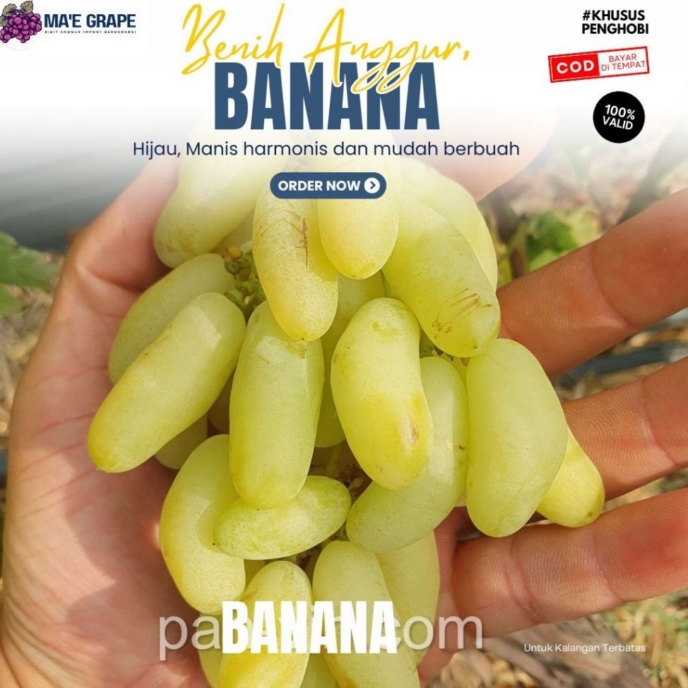 Bibit Anggur Banana