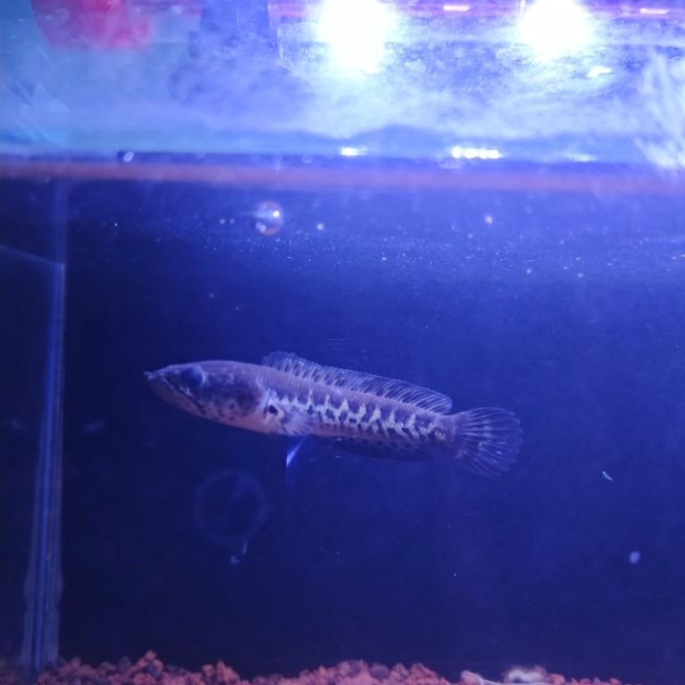 Channa Auranti 8 - 10cm