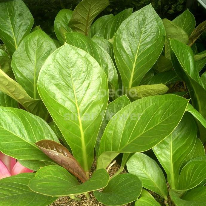 tanaman anthurium jemani kol dewasa/tanaman hias/anturium jemani kol PAN