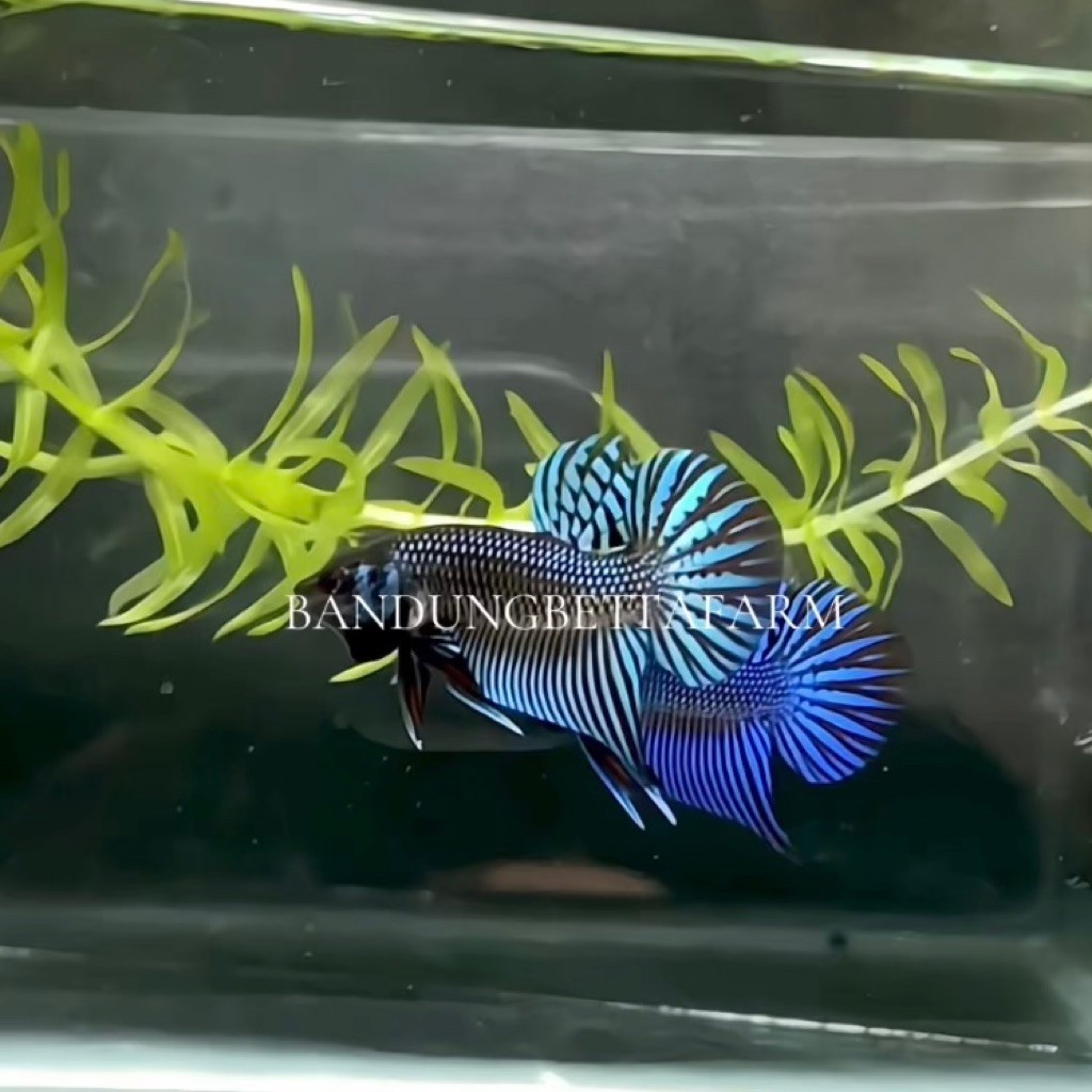 Wild Betta Mahachai Junior