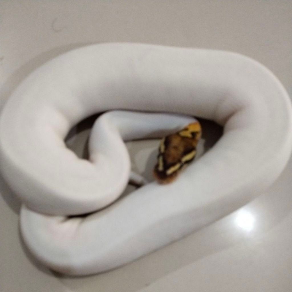 Ball python Fire Pied