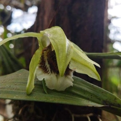 Coelogyne speciosa