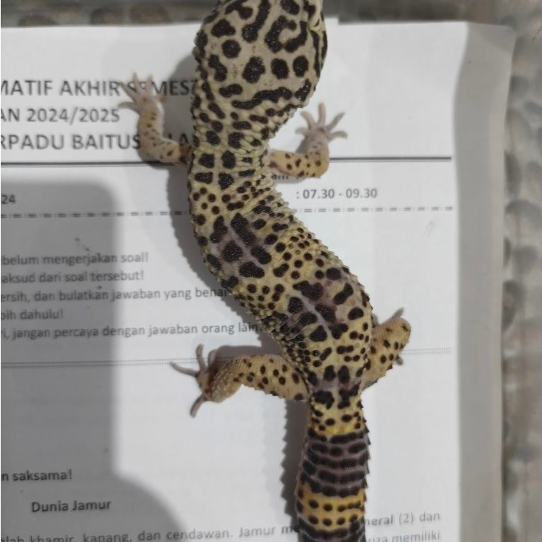 MAINAN GECKO BLACK NIGHT PH TREMPER