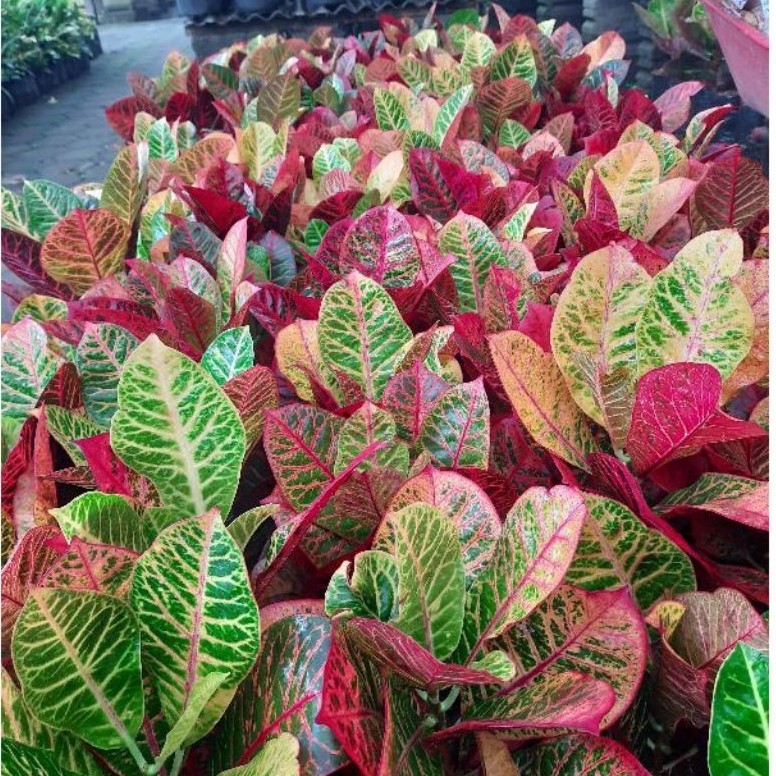 (COD) Puring worten beauty - tanaman hias puring worten asli - pohon puring - PURING WORTEN BEAUTY