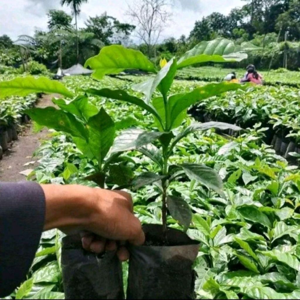 termurah Bibit Kopi Arabika Gayo Aceh ungul siap tanam isi 1 biatang