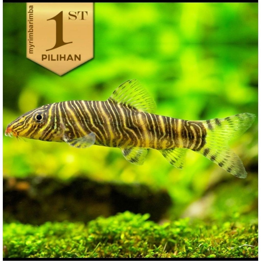 Botia Green Tiger Ikan Hias Aquascape Hiasan Aquarium Tanaman Air