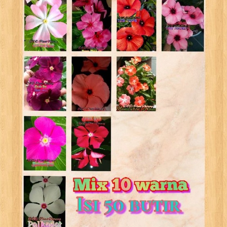 Vinca seed( biji bunga vinca mix 10 warna)